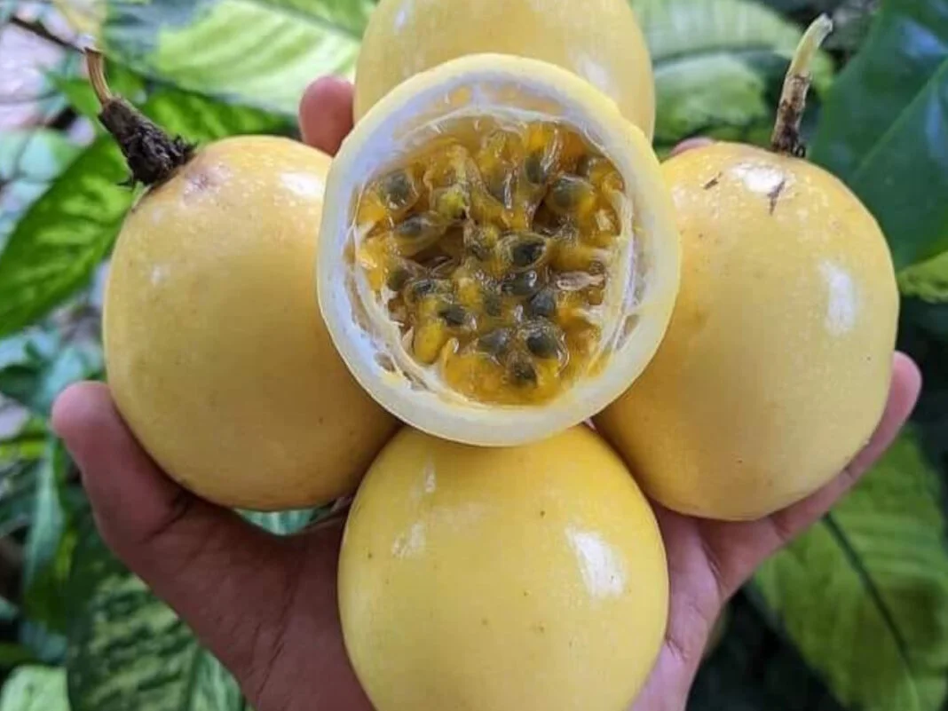 Fresh Yellow Passion Fruit Colombia