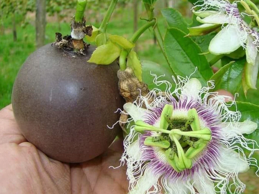 Farming Fresh Purple Passion Fruit Colombia