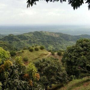 Mango Baby Fresco (Palé Preempacado)