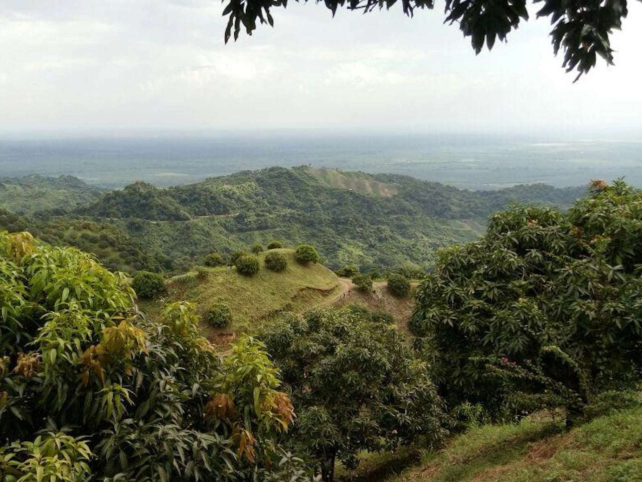 Mango Baby Fresco (Palé Preempacado) - Imagen 2