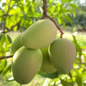 Mango Baby Fresco (Palé Preempacado)