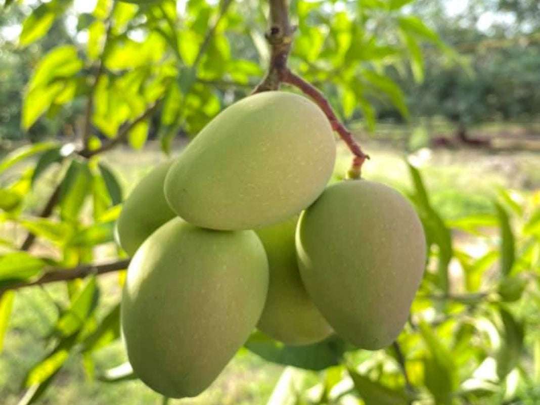 Mango Baby Fresco (Palé Preempacado) - Imagen 3