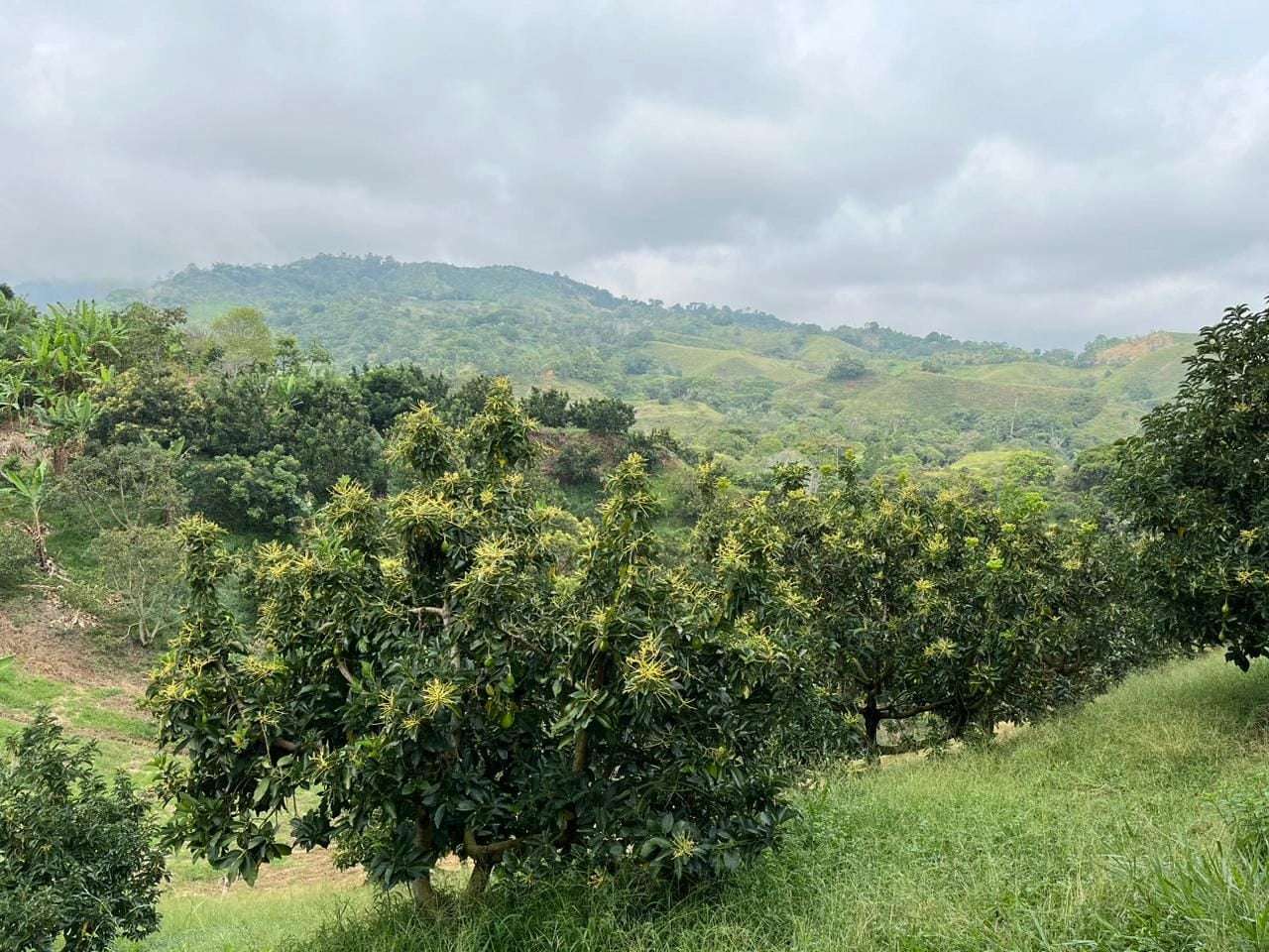 Aguacate Lorena Fresco (Palé Pre-embalado) - Imagen 2