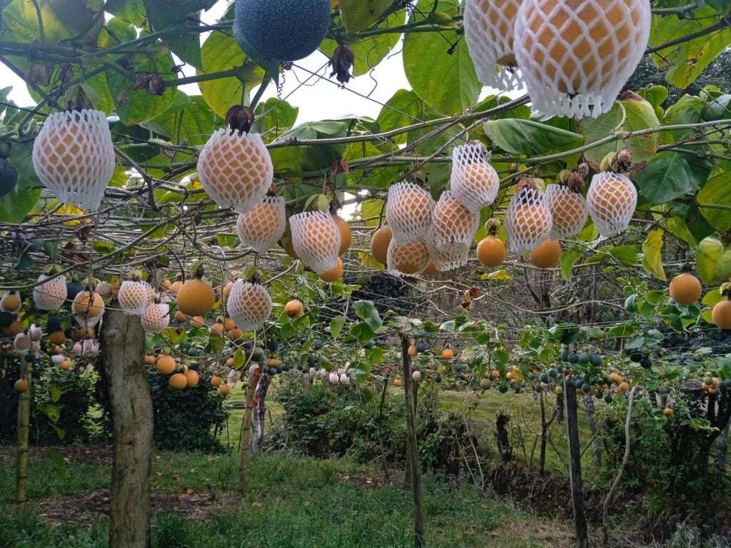 Granadilla Fresca (Palet Pre-embalado) - Imagen 2