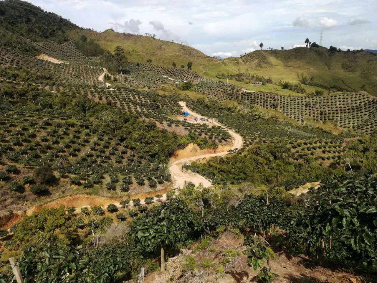 Tamarillo Fresco (Palet Pre-embalado) - Imagen 2