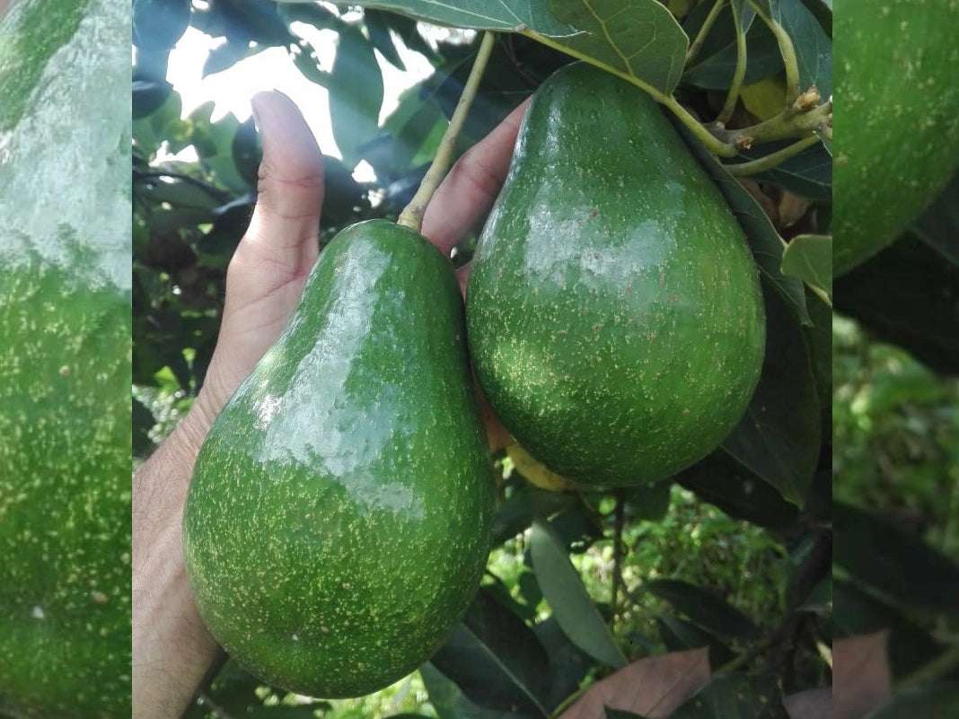 Aguacate Semil Fresco (Palé Pre-embalado) - Imagen 2