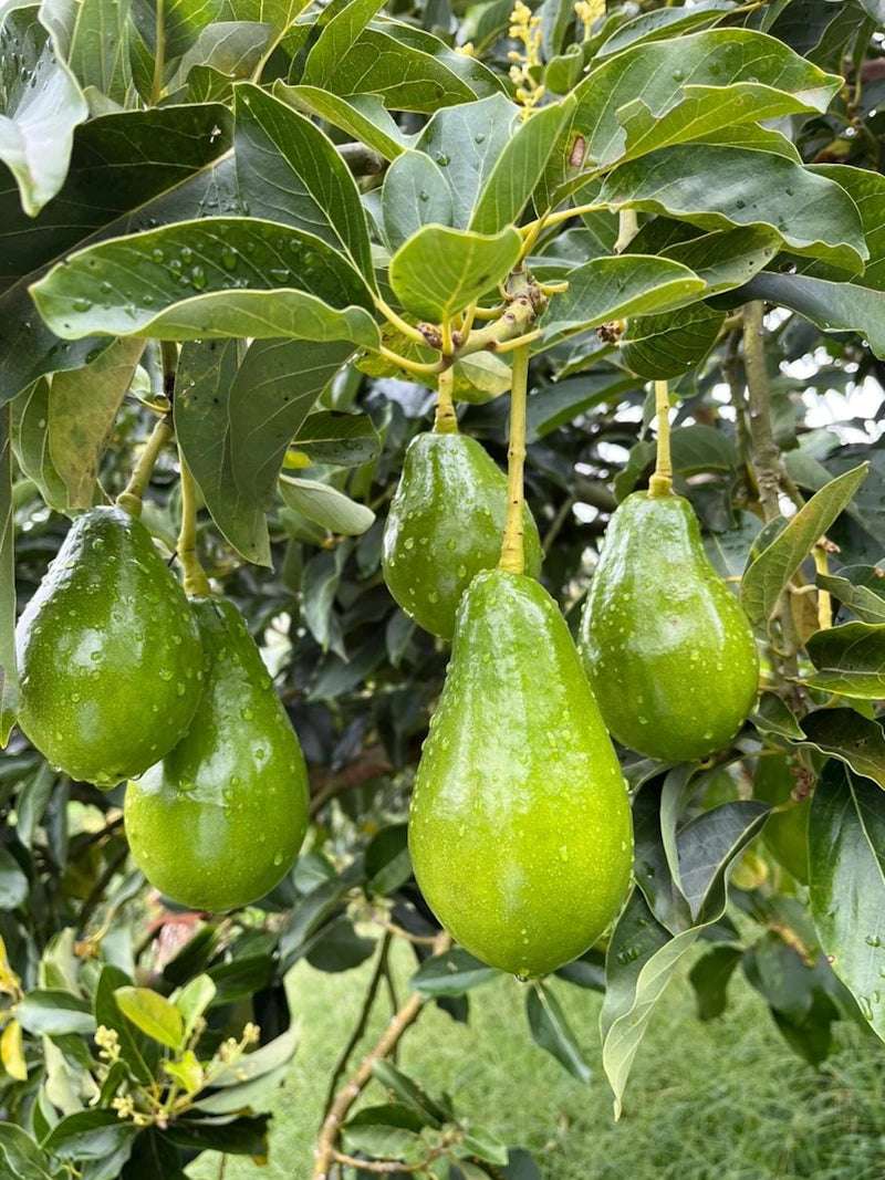 Aguacate Lorena Fresco (Palé Pre-embalado) - Imagen 3