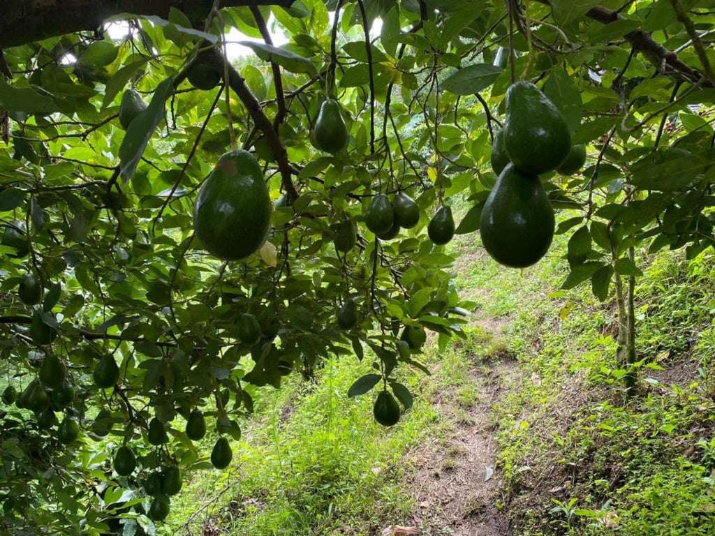 Aguacate Semil Fresco (Palé Pre-embalado) - Imagen 3