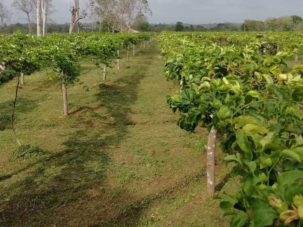 Maracuyá Amarillo Fresco (Palé Preempacado) - Imagen 2