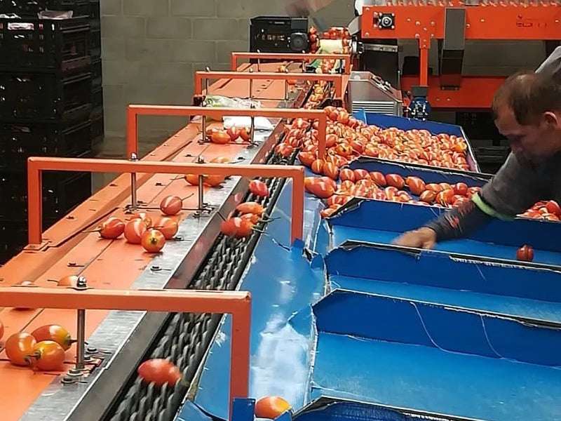 Tamarillo Fresco (Palet Pre-embalado) - Imagen 3