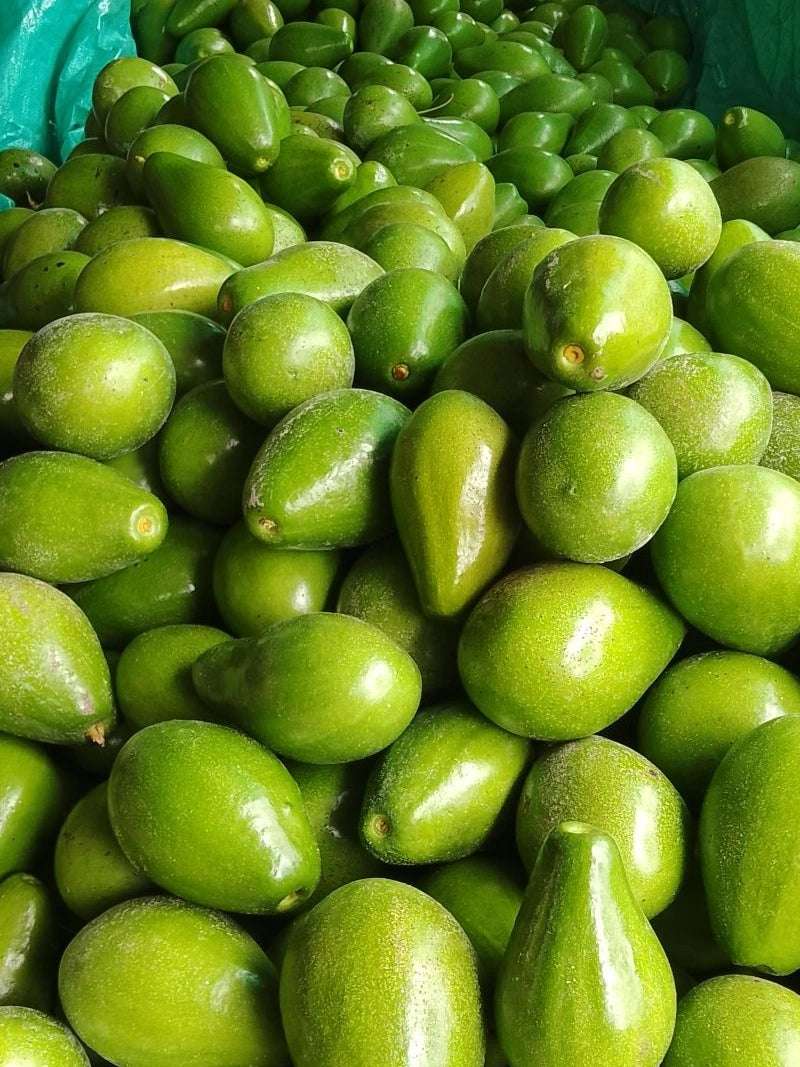 Aguacate Lorena Fresco (Palé Pre-embalado) - Imagen 4
