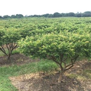 Fresh Red Guava (Pre-packed Pallet)