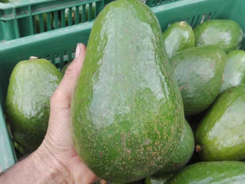 Aguacate Semil Fresco (Palé Pre-embalado) - Imagen 4