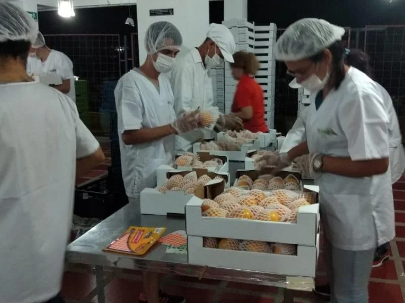 Granadilla Fresca (Palet Pre-embalado) - Imagen 3