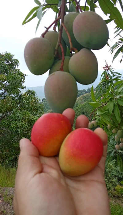 Fresh Colombian baby mango (sugar mango), Mangifera indica L.