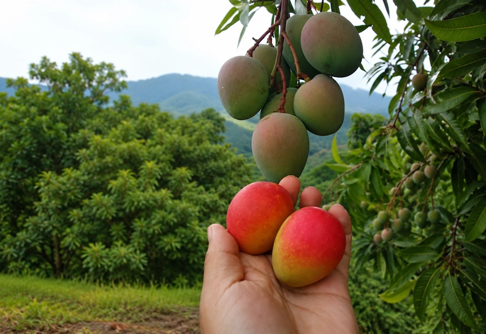 Fresh Colombian baby mango (sugar mango), Mangifera indica L.