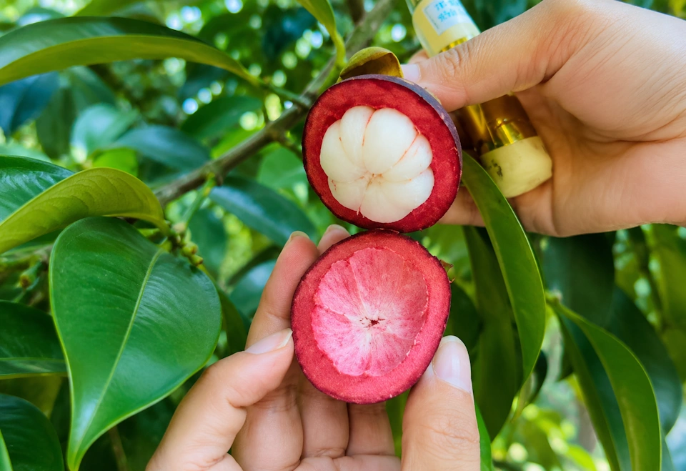Fresh Colombian mangosteen, Garcinia mangostana.