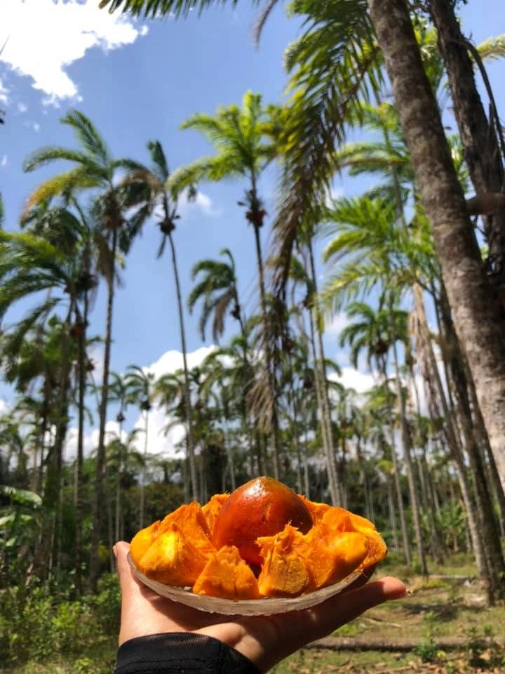 Guaviare palm fruit plantation where FoodsMas Chontaduro in Preserves is grown